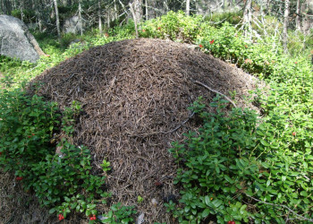 Природа острова Кий, Россия. Фото 14 – фотографии России