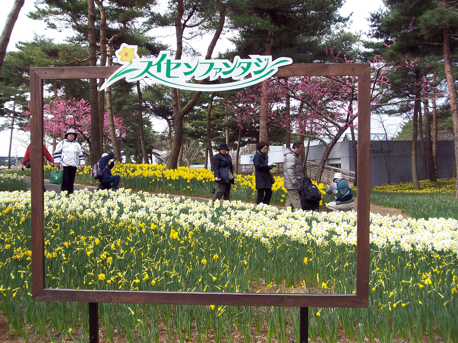 Парк Хитачи-Сисайд, город Хитатинака, Канто, Япония – фотографии Японии