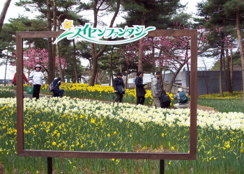 Парк Хитачи-Сисайд, город Хитатинака, Канто, Япония – фотографии Японии