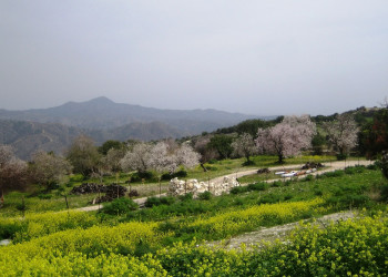 Лефкара, Кипр, фото № 38136 – фотографии Кипра