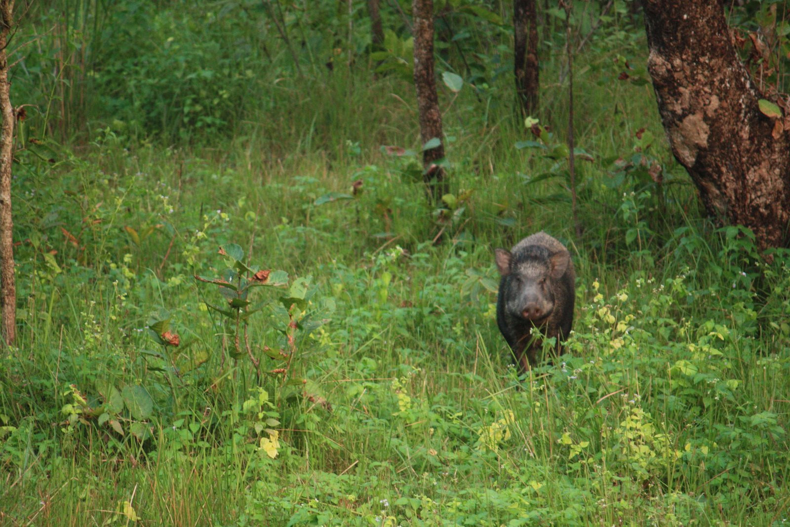 Кабаны – фотографии Непала