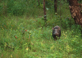 Кабаны – фотографии Непала