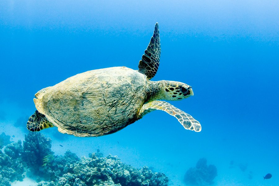 Марса-Алам, Египет, фото № 35321 – фотографии Египта