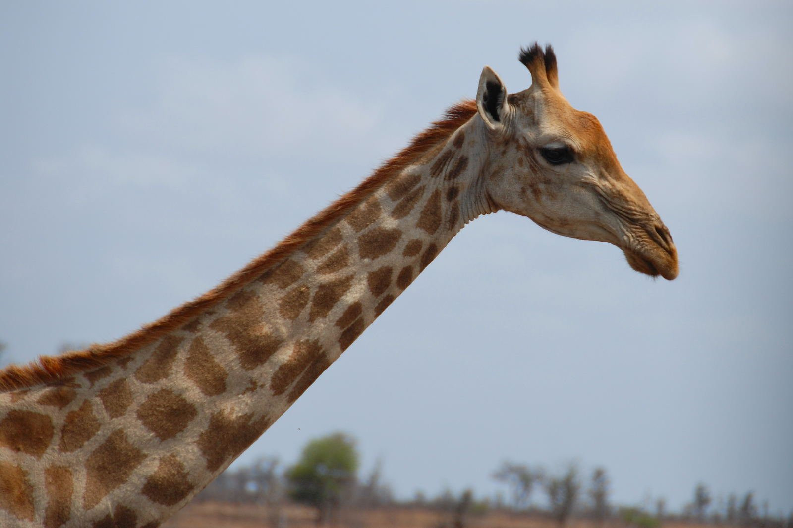 Kruger_giraffe – фотографии ЮАР