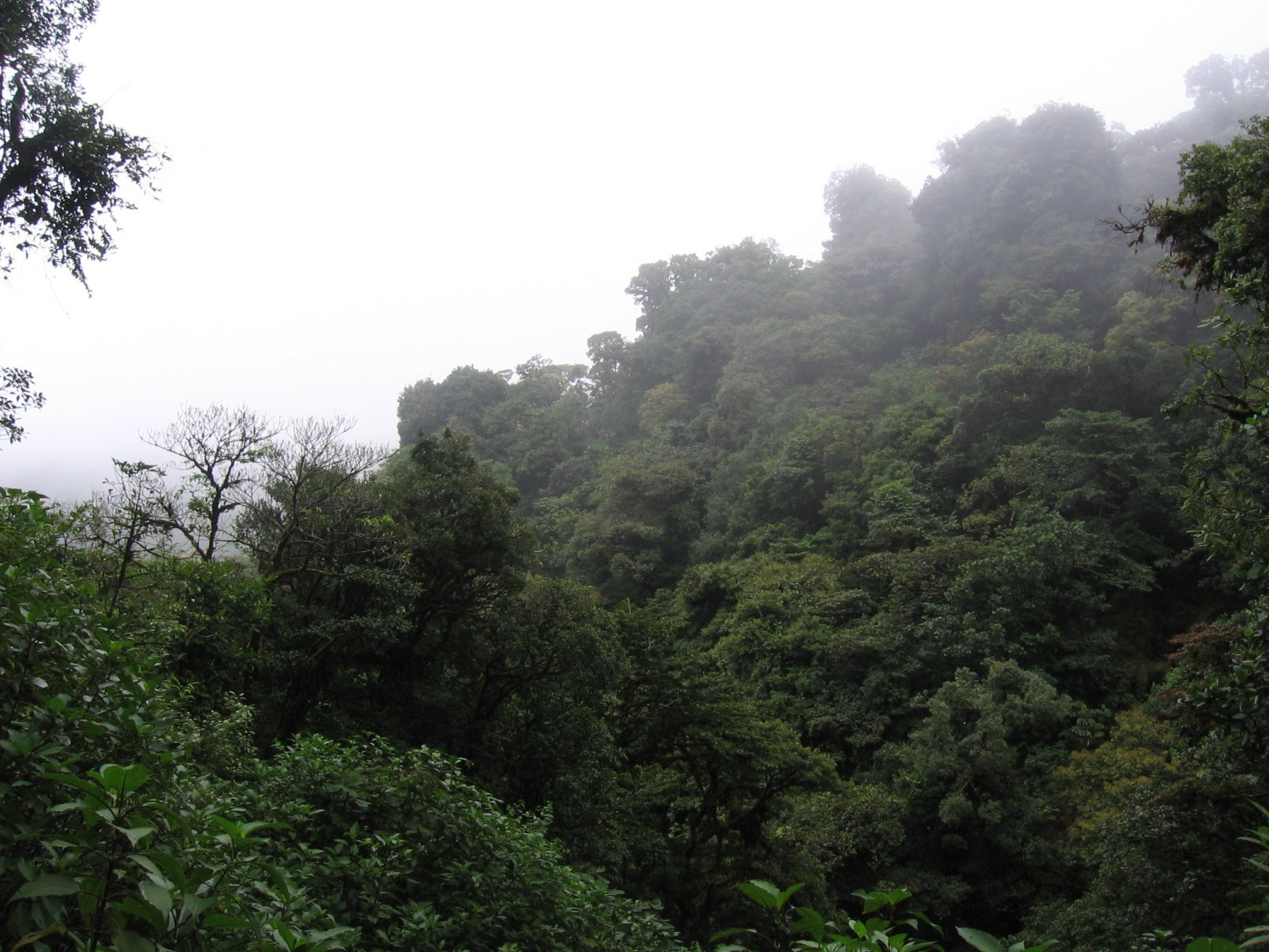 Монтеверде, Пунтаренас провинция, Коста-Рика, фото № 40746 – фотографии Коста-Рики