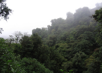 Монтеверде, Пунтаренас провинция, Коста-Рика, фото № 40746 – фотографии Коста-Рики