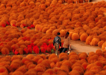Парк Хитачи-Сисайд, город Хитатинака, Япония – фотографии Японии