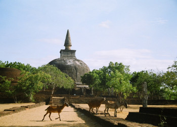 Полоннарува, Шри-Ланка, фото № 52126 – фотографии Шри-Ланки