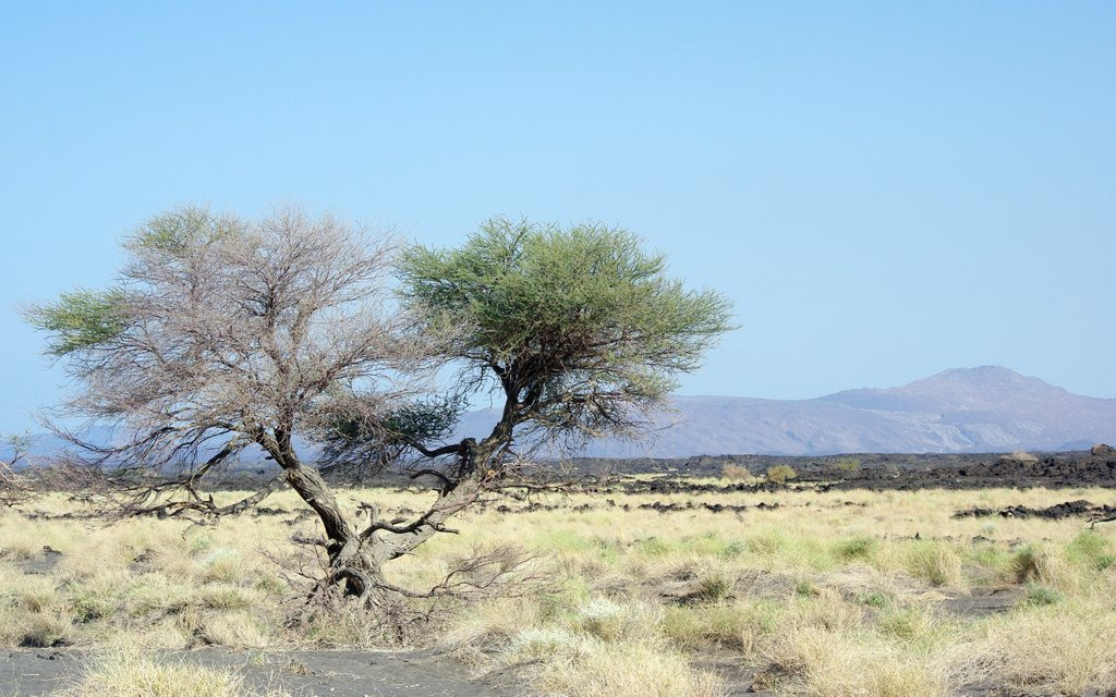 Саванна в Эфиопии – фотографии Эфиопии