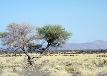 Саванна в Эфиопии – фотографии Эфиопии