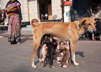 Собачка с голодными детками – фотографии Индии