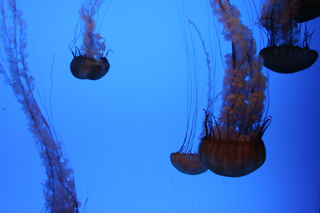 Медузы в аквариуме Джорджии – фотографии США