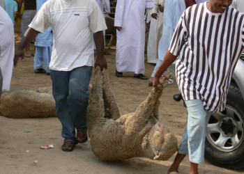 Дубай, ОАЭ, фото № 60742 – фотографии ОАЭ