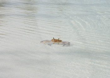 Краб на острове Андрос, Багамские острова. Фото 4 – фотографии Багамских островов