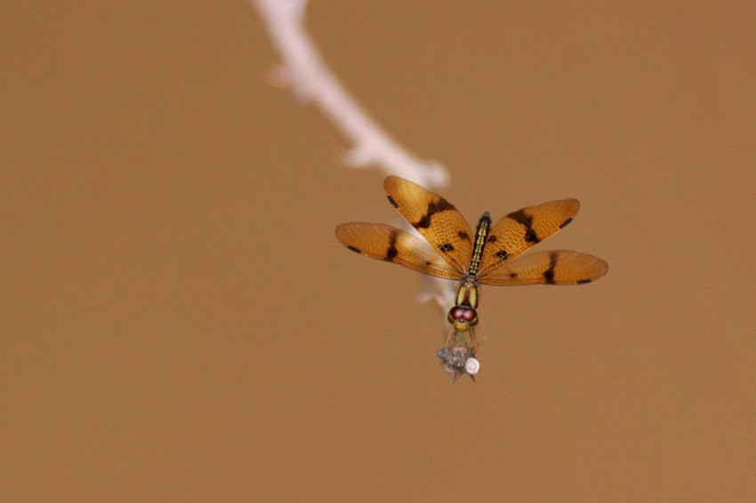 Французская Гвиана, фото № 2105 – фотографии Французской Гвианы