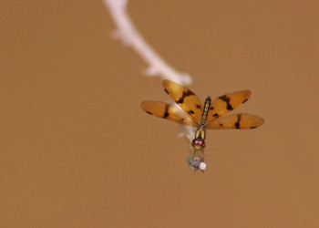 Французская Гвиана, фото № 2105 – фотографии Французской Гвианы