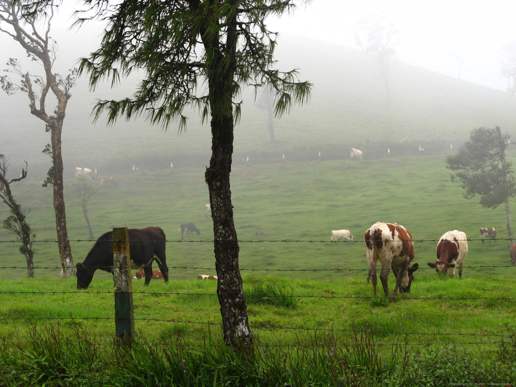 Нувара Элия, Шри-Ланка, фото № 52011 – фотографии Шри-Ланки