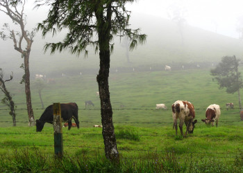 Нувара Элия, Шри-Ланка, фото № 52011 – фотографии Шри-Ланки