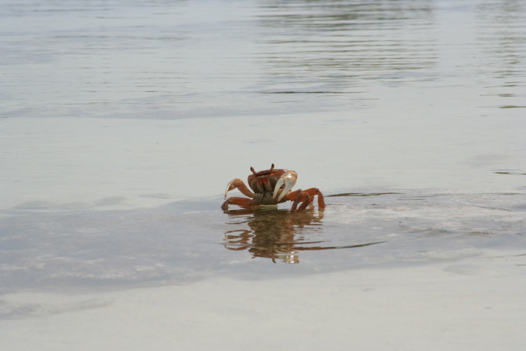 Ракообразный на острове Андрос, Багамские острова – фотографии Багамских островов