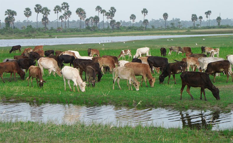 Шри-Ланка, фото № 1281 – фотографии Шри-Ланки