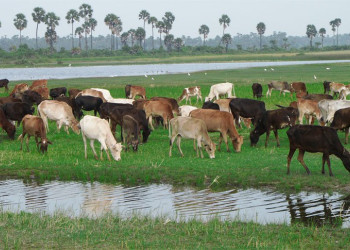 Шри-Ланка, фото № 1281 – фотографии Шри-Ланки