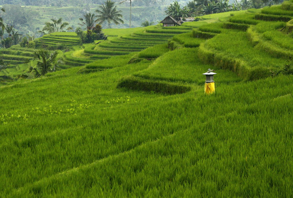 Рисовые террасы Jatiluwih, Бали. Фото 1 – фотографии Индонезии