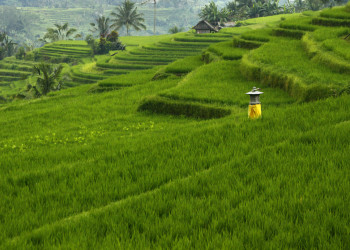 Рисовые террасы Jatiluwih, Бали. Фото 1 – фотографии Индонезии