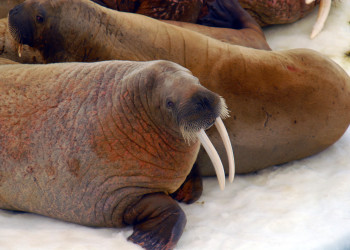 Обитатели Земли Франца-Иосифа – фотографии России