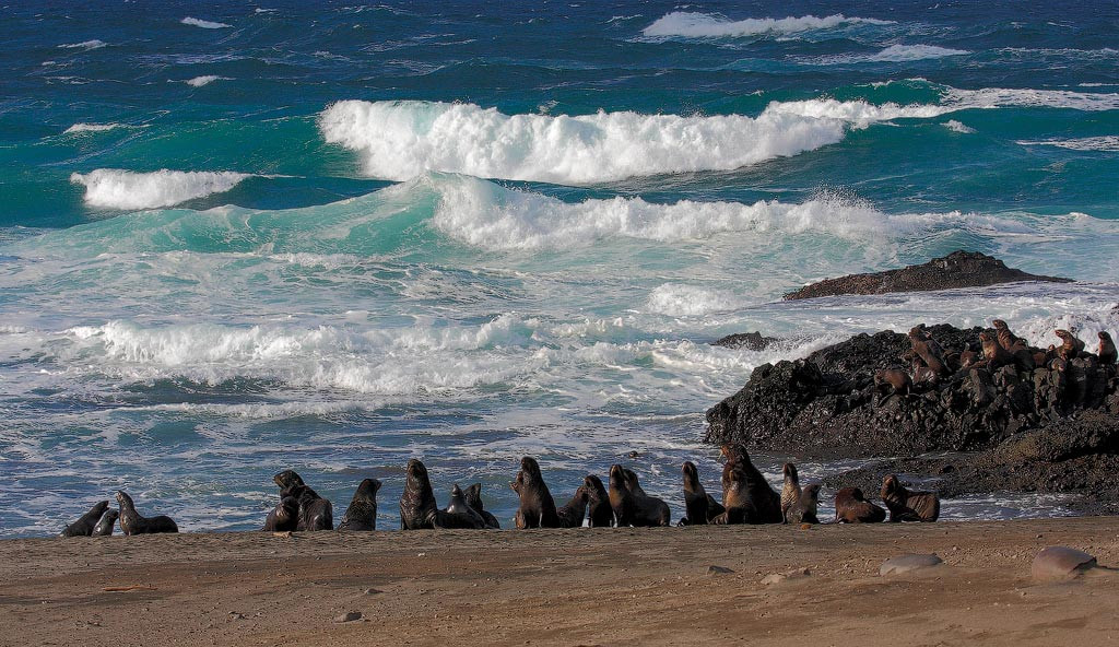 Лежбище морских котиков на острове Беринга. Фото 1 – фотографии России