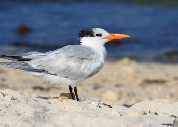 Тулум, Ривьера-Майя, Мексика, фото № 44241 – фотографии Мексики