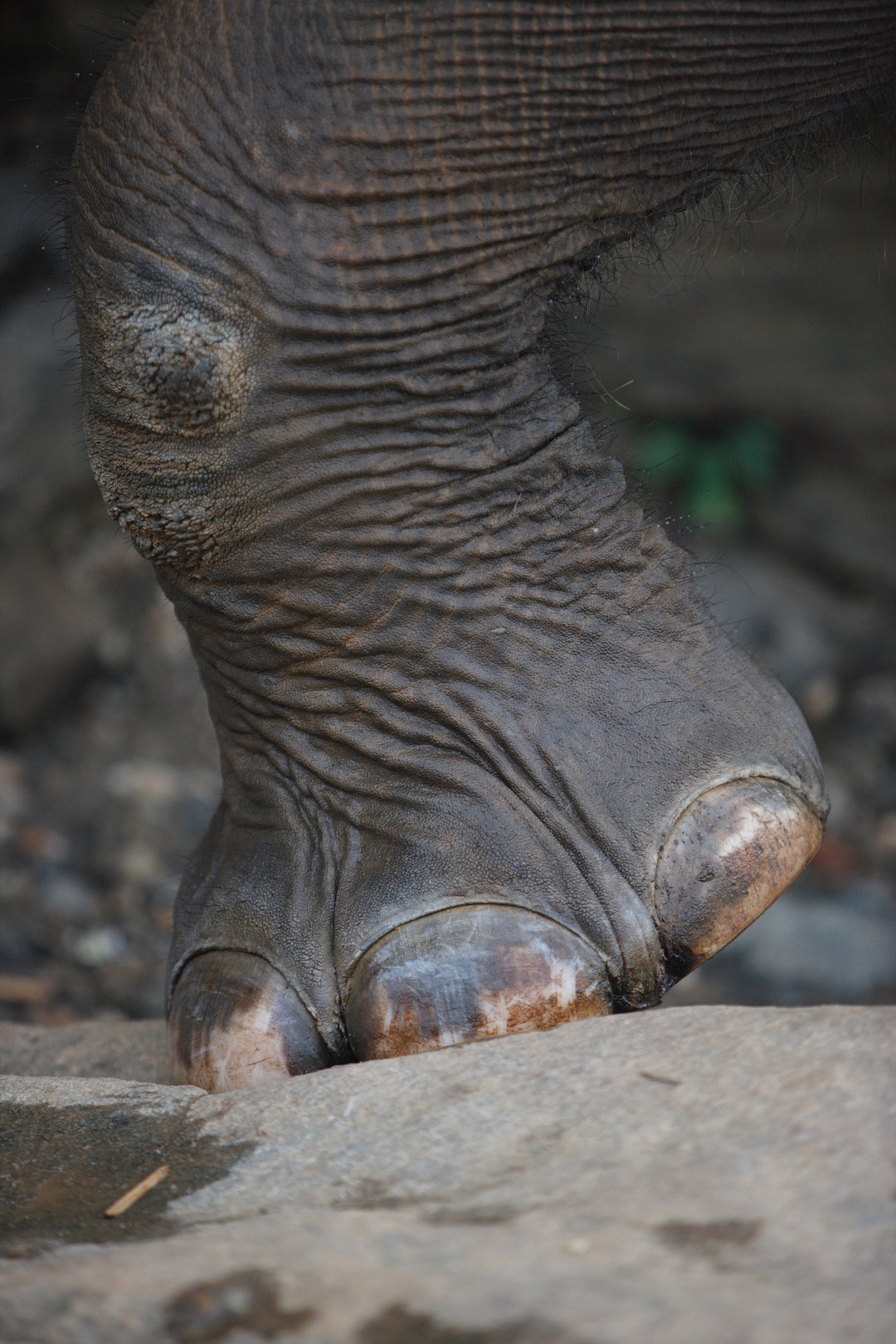 Ножка слона в питомнике Пиннавела на Шри-Ланке – фотографии Шри-Ланки