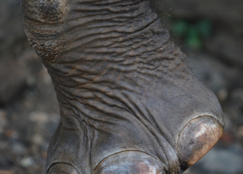 Ножка слона в питомнике Пиннавела на Шри-Ланке – фотографии Шри-Ланки