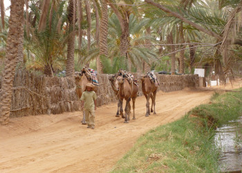 Ксар-Гилан, Тунис. Фото 13 – фотографии Туниса