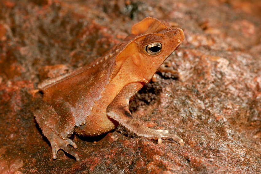 Французская Гвиана, фото № 2094 – фотографии Французской Гвианы