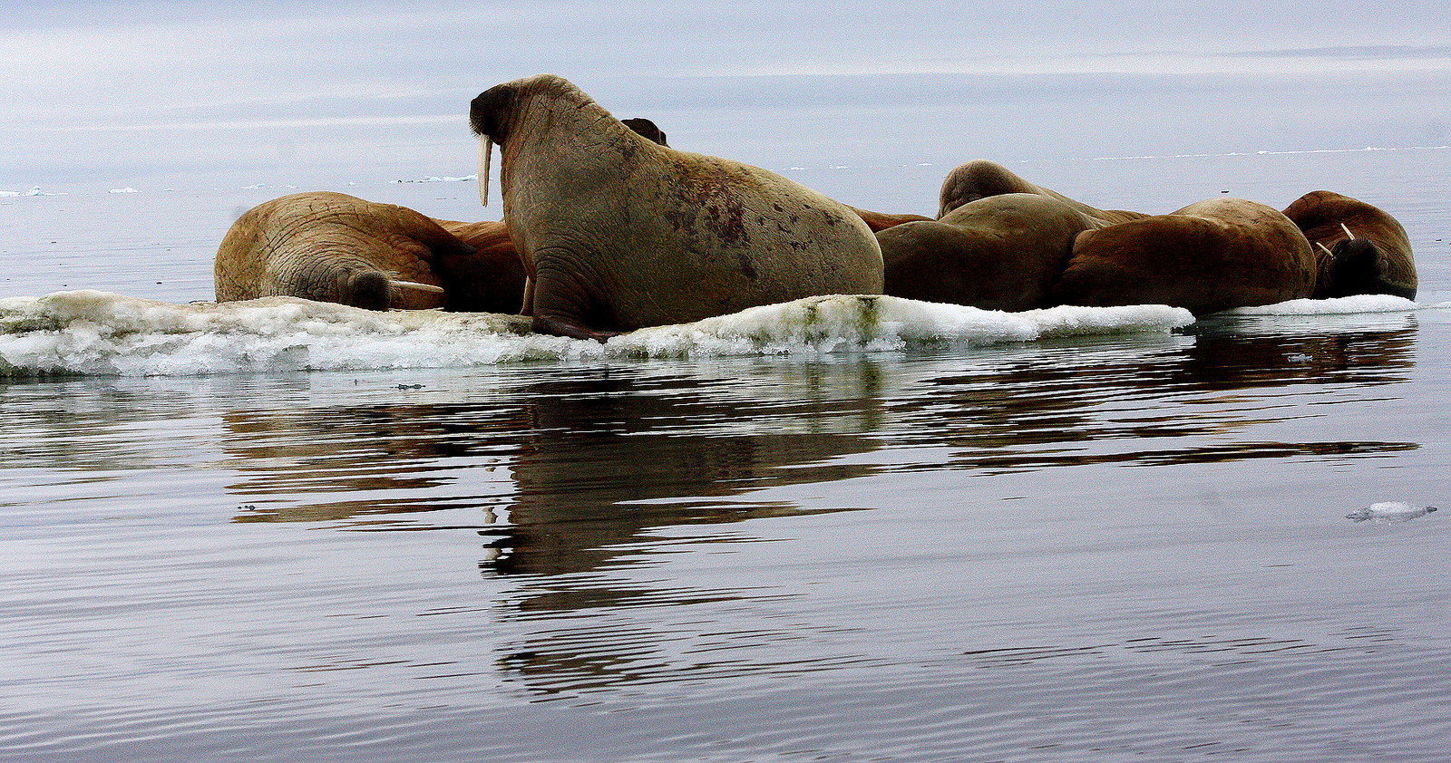 Моржи на архипелаге Земля Франца-Иосифа, Россия – фотографии России