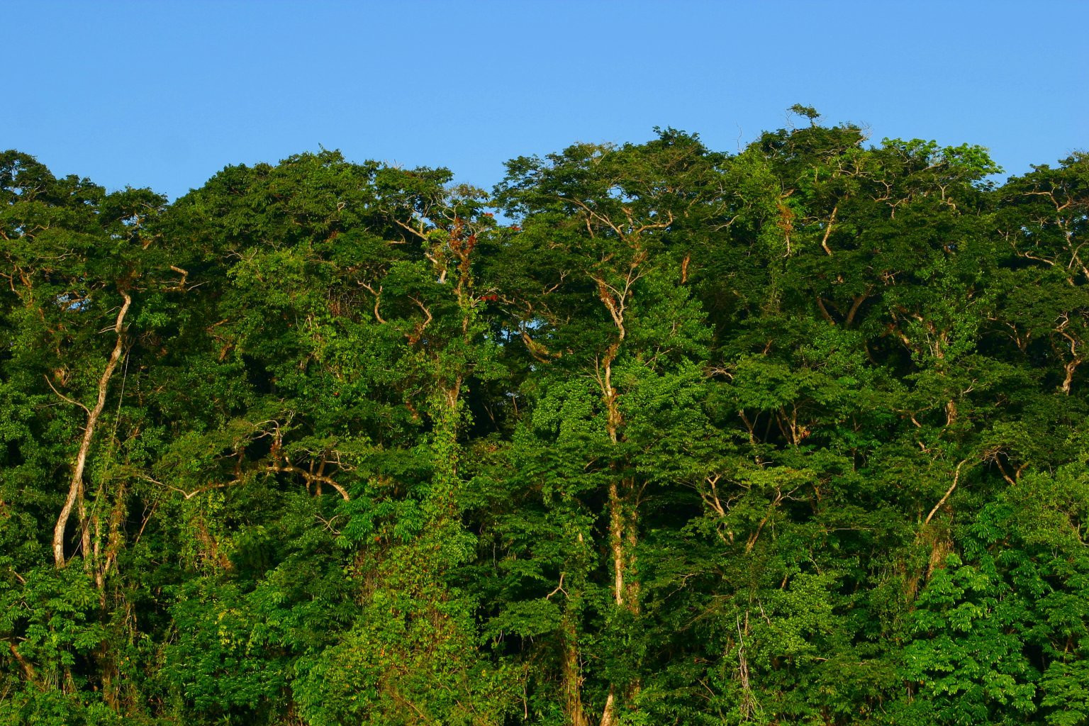 Тортугеро Национальный парк, Лимон провинция, Коста-Рика, фото № 40332 – фотографии Коста-Рики