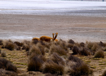 Животные в Салинас и Агуада-Бланка – фотографии Перу