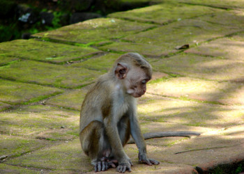 Полоннарува, Шри-Ланка, фото № 52171 – фотографии Шри-Ланки