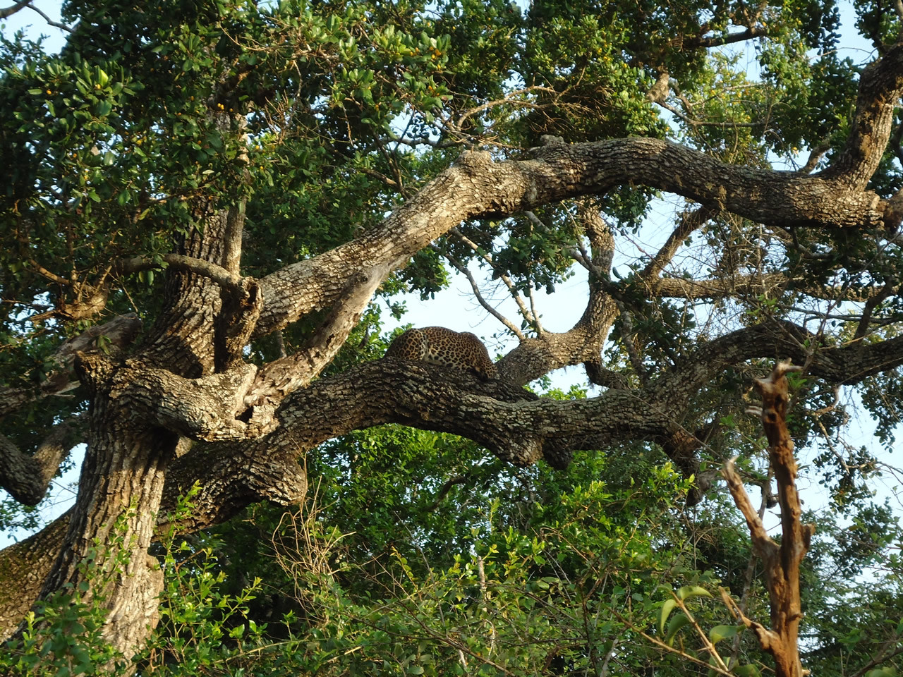 Национальный парк Яла (Yala National Park), Шри-Ланка. Фото 1 – фотографии Шри-Ланки