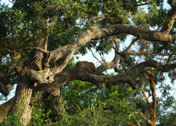 Национальный парк Яла (Yala National Park), Шри-Ланка. Фото 1 – фотографии Шри-Ланки