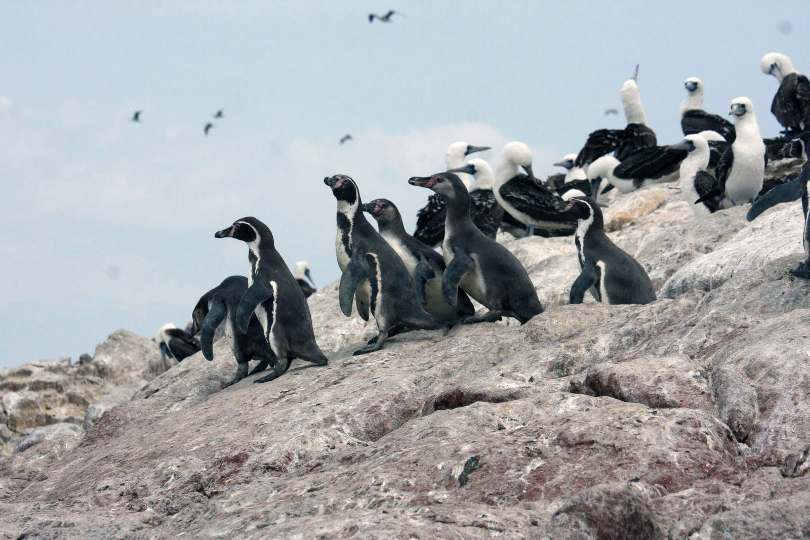 Жильцы скалистых островов Бальестас – фотографии Перу