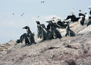 Жильцы скалистых островов Бальестас – фотографии Перу