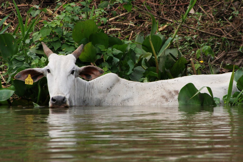 Пантанал, Бразилия, фото № 59761 – фотографии Бразилии
