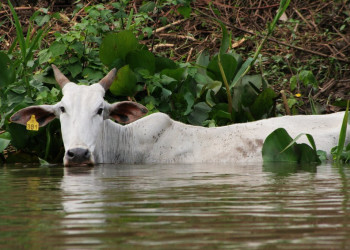 Пантанал, Бразилия, фото № 59761 – фотографии Бразилии