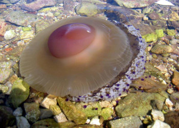 Медуза в Которском заливе, Черногория. Фото 1 – фотографии Черногории