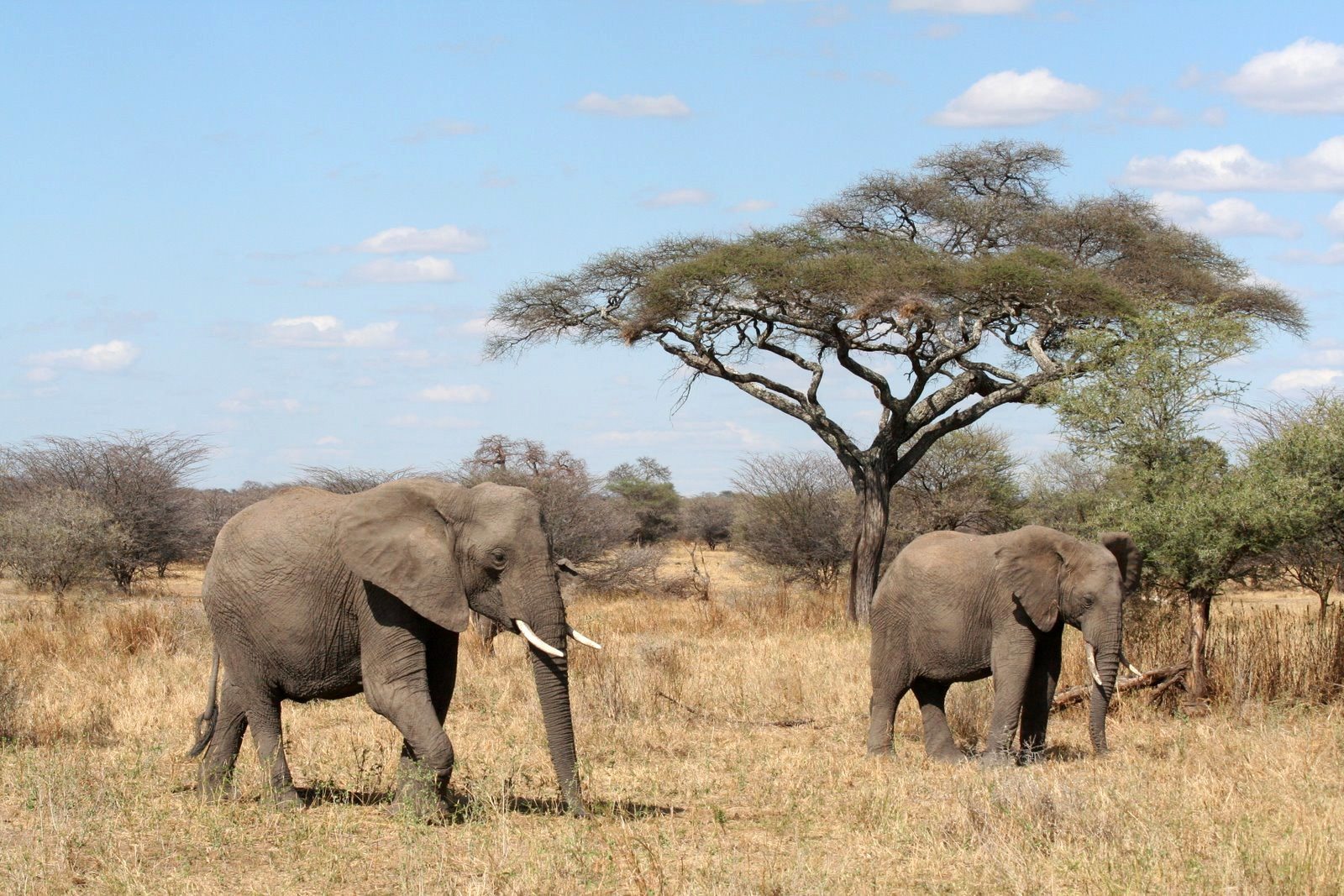 Tanzania – фотографии Танзании