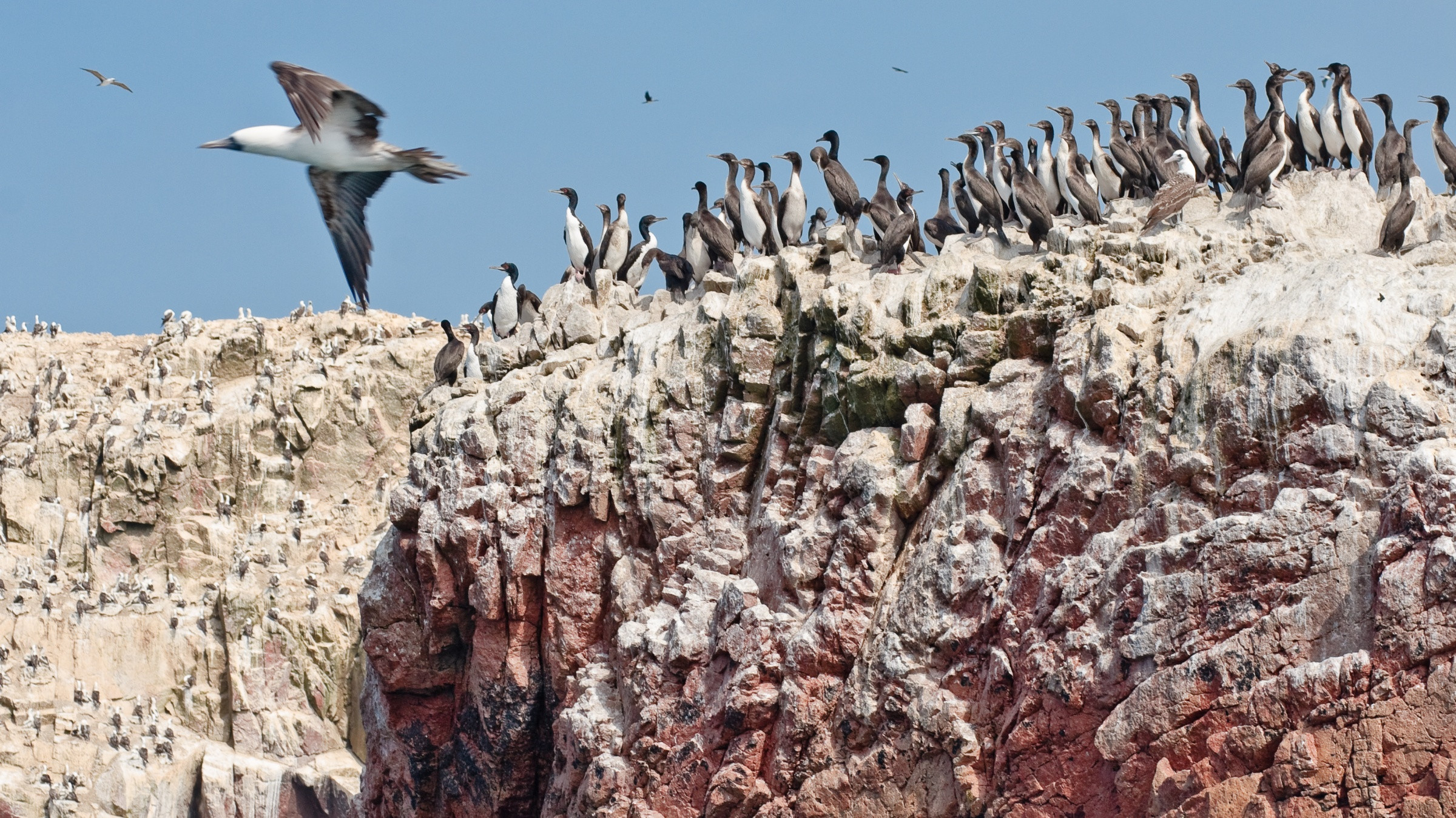 Колонии птиц на островах Бальестас (Ballestas Islands) – фотографии Перу