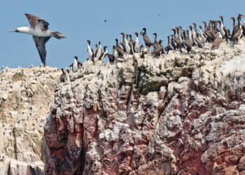 Колонии птиц на островах Бальестас (Ballestas Islands) – фотографии Перу