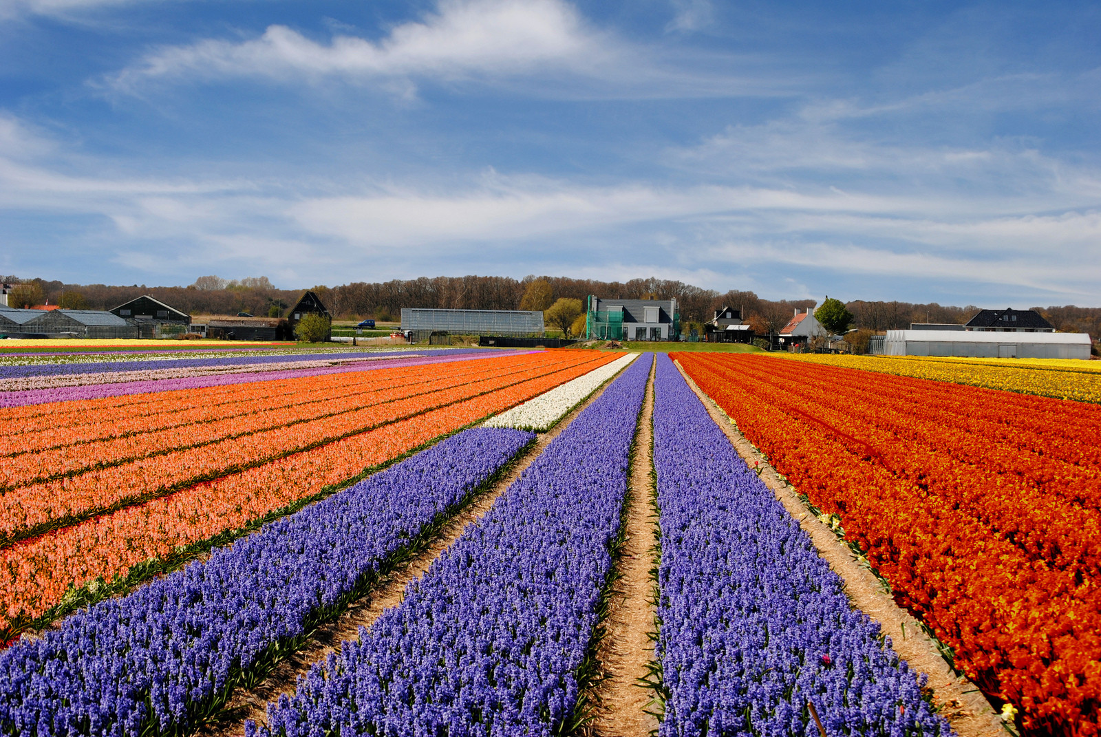Путешествуем по Голландии. Фото 1 – фотографии Нидерландов