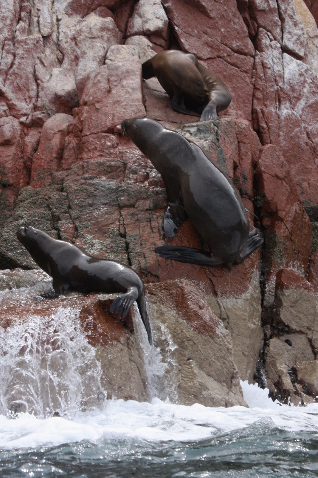 Морские котики на островах Бальестас – фотографии Перу